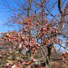 美の山公園桜の画像