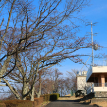 美の山公園桜の画像