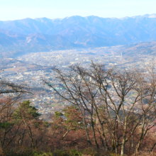 美の山公園桜の画像