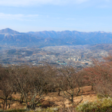 美の山公園桜の画像