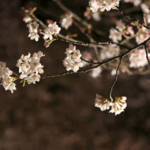 長瀞北桜通りライトアップの画像