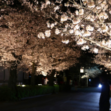 長瀞北桜通りライトアップの画像