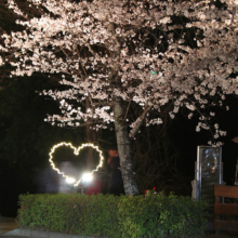 長瀞北桜通りライトアップの画像