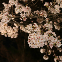 長瀞北桜通りライトアップの画像