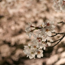 長瀞北桜通りライトアップの画像