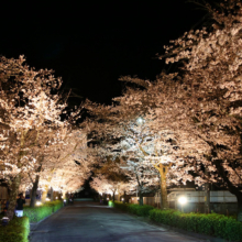 長瀞北桜通りライトアップの画像