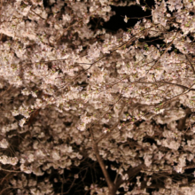 長瀞北桜通りライトアップの画像