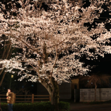 長瀞北桜通りライトアップの画像