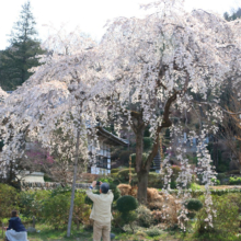 法善寺のしだれ桜の画像