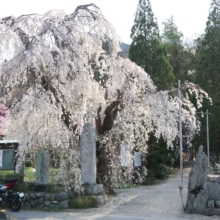 法善寺のしだれ桜の画像