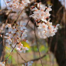 法善寺のしだれ桜の画像