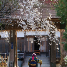 法善寺のしだれ桜の画像