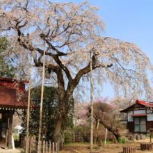 法善寺のしだれ桜の画像