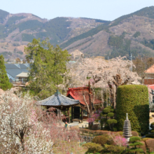 法善寺のしだれ桜の画像