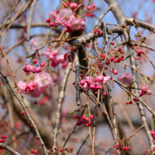 法善寺のしだれ桜の画像