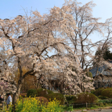 法善寺のしだれ桜の画像