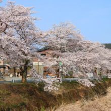 井戸桜並木の画像