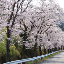 井戸桜並木の画像