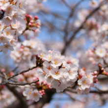 井戸桜並木の画像