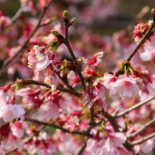 岩田桜の画像