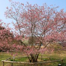 岩田桜の画像