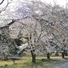 岩田桜の画像