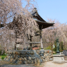 道光寺のしだれ桜の画像