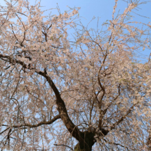 道光寺のしだれ桜の画像