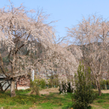 道光寺のしだれ桜の画像