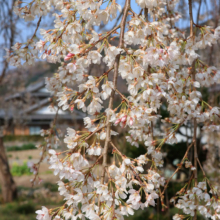道光寺のしだれ桜の画像