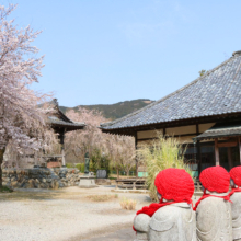 道光寺のしだれ桜の画像