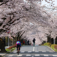 長瀞北桜通りの画像