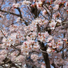 長瀞北桜通りの画像