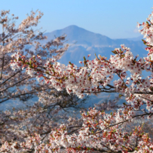 美の山公園桜の画像