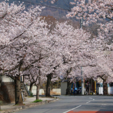 長瀞北桜通りの画像