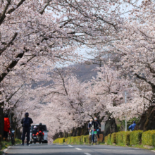 長瀞北桜通りの画像