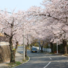 長瀞北桜通りの画像