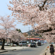 長瀞北桜通りの画像