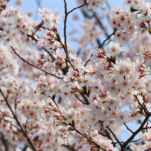 長瀞北桜通りの画像