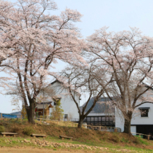 野土山の桜