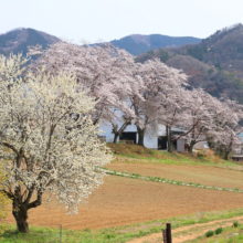 野土山の桜