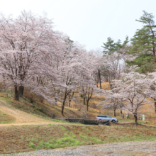 野土山の桜