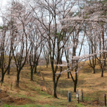 野土山の桜