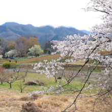 野土山の桜