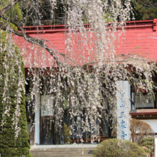 寶登山神社のしだれ桜