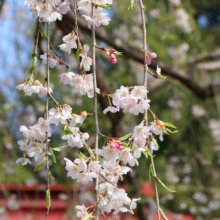 寶登山神社のしだれ桜