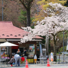 寶登山神社の桜