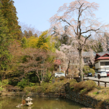 寶登山神社のしだれ桜