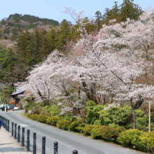 寶登山神社の桜