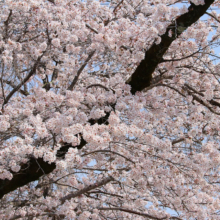 寶登山神社の桜
